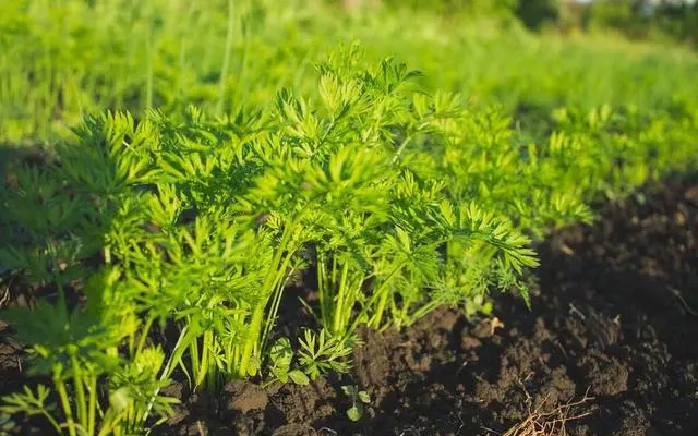 伏蘿卜不好種，得苗難是痛點，用上這三個技巧，可達成一播全苗